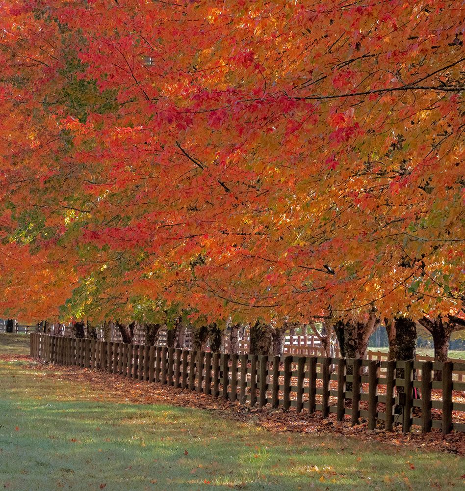 USA-Washington State-North Bend fence and tree lined driveway in fall colors